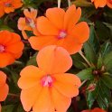Impatiens hawkeri 'New Guinea Hybrid Tango'